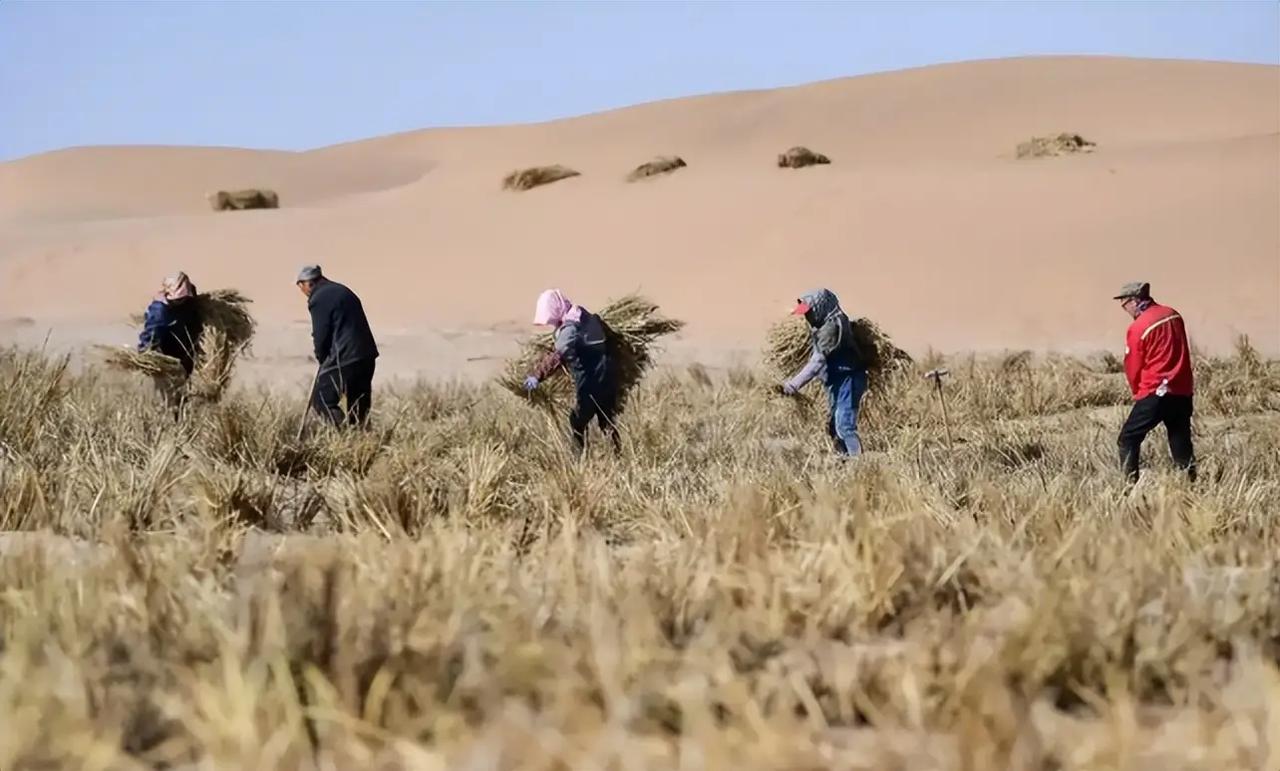 沙漠种麦闹出天大乌龙！本来只想保住国家粮仓多打粮食，一场沙尘暴过后所有人惊呆了！