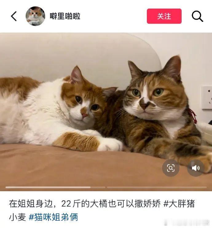 心机卡车还有自己特殊的拍照技巧宠物卖萌中心​​​