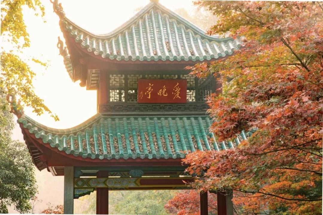 秋天的长沙藏着大自然的调色盘，红杉燃焰、银杏铺金、粉黛翻浪……这份结合实时秋色与