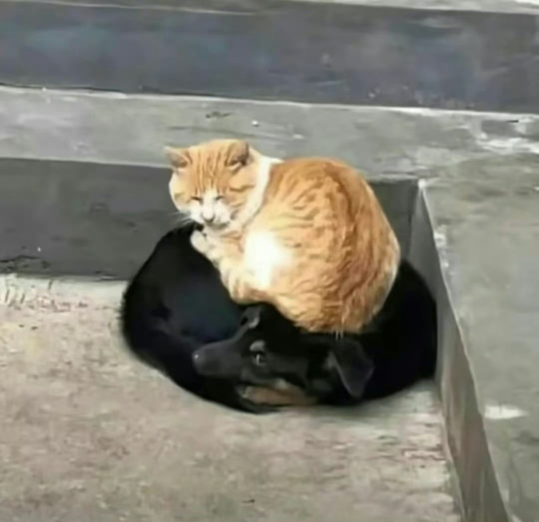 猫咪：金窝银窝不如自己的狗窝[扁嘴][抱抱]​​​