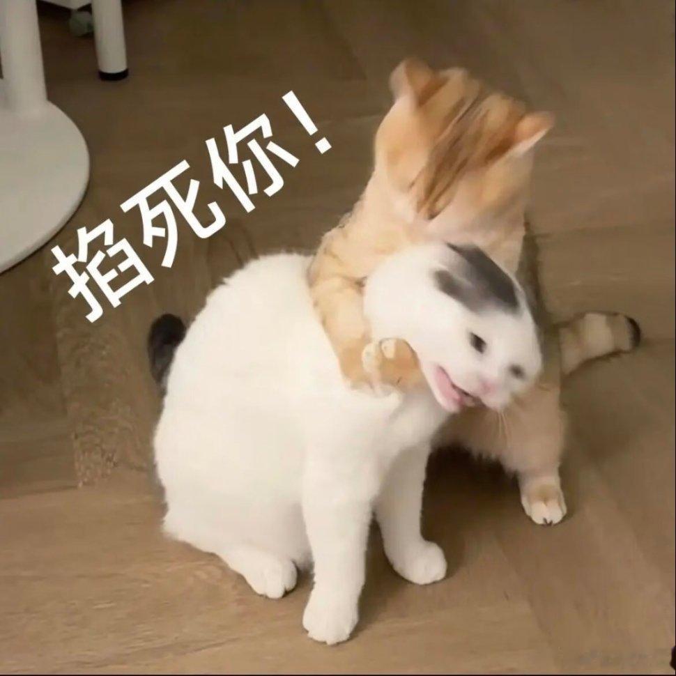 小猫表情包。