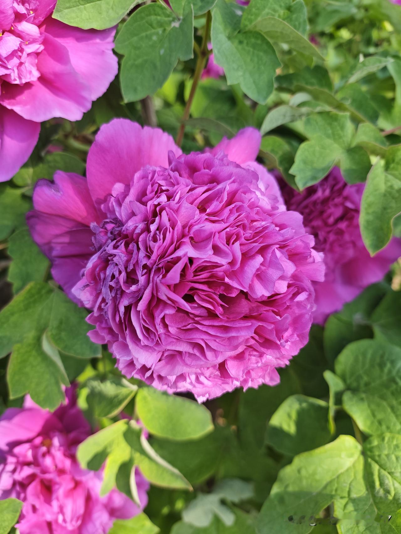 今天食堂蒸的窝窝头很好吃，吃了一整个的大窝窝头。我们食堂蒸的窝窝头不但有玉米