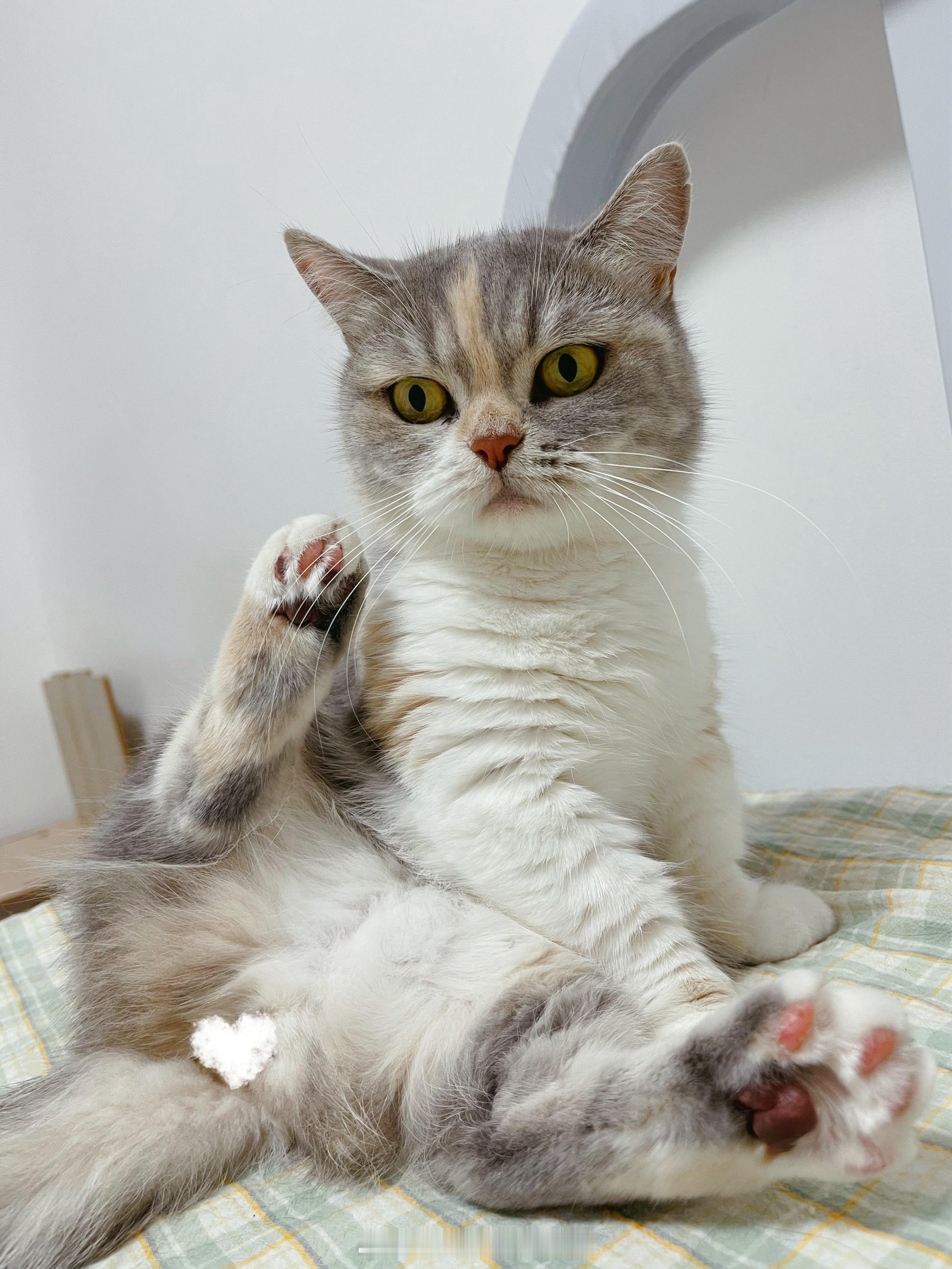 小猫咪给谁发电报呢？日常吸猫​​​