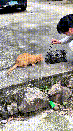 俺算是看透这大橘猫了！平时吃好喝好懒懒散散，一动不想动，跟个大爷样。今儿个把逮