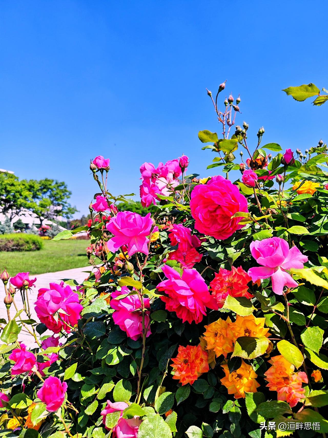 阳光下的绚烂花海，绽放出大自然的美丽！🌸🌞