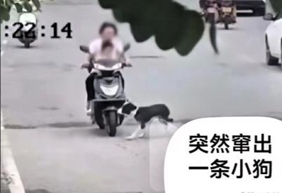 没亲子鉴定我不赔！骑电车碰到未拴绳小狗，被狗主人拦路要5000赔偿，这波反怼太解