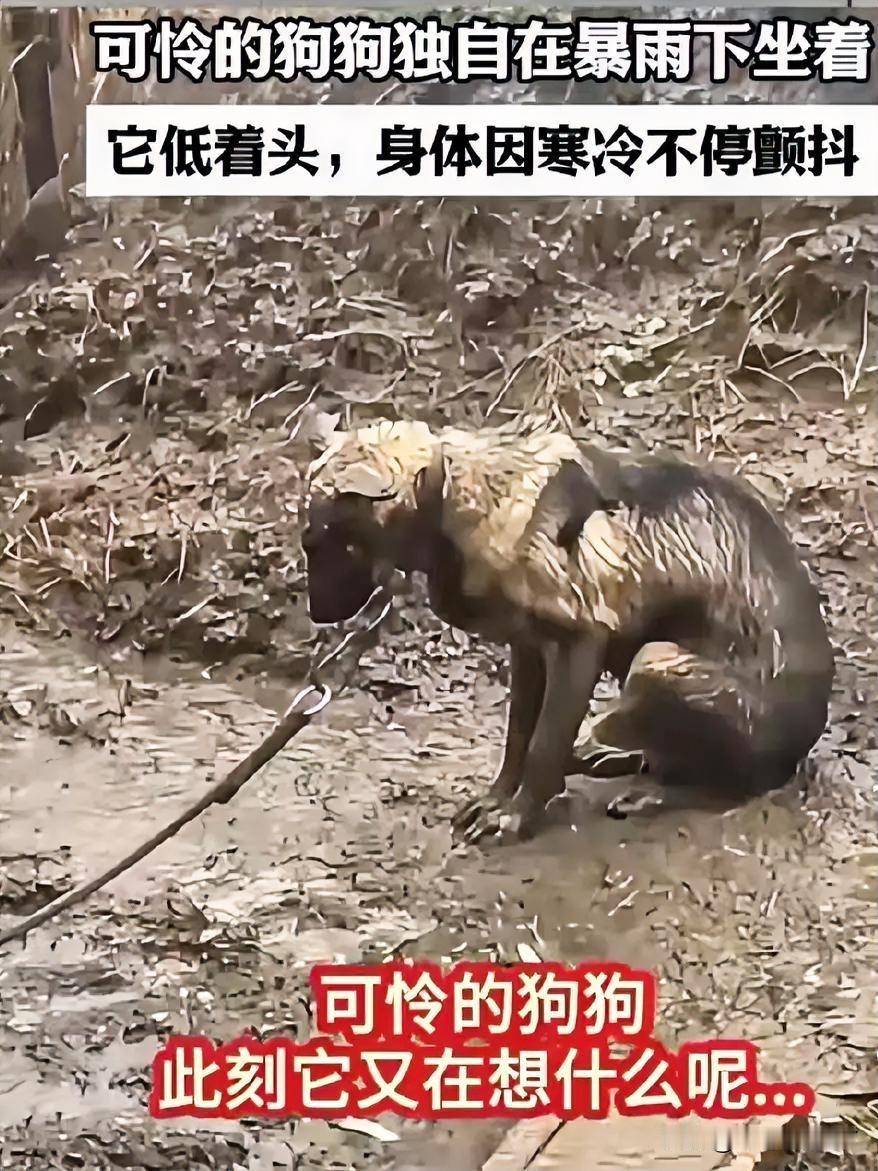 被拴十年的守候：它的世界仅一根绳，却装满对主人的思念。暴雨砸在泥泞里，也砸落