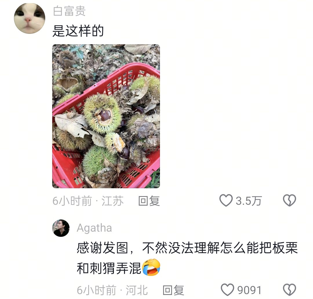 看这个评论区，原来还有人不知道板栗🌰的原皮长啥样吗[笑着哭]​​​
