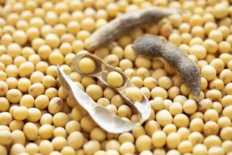 中国最近太难了,不买美国大豆,巴西大豆猛涨价,阿根廷大豆涨价,中国难道非要买大豆