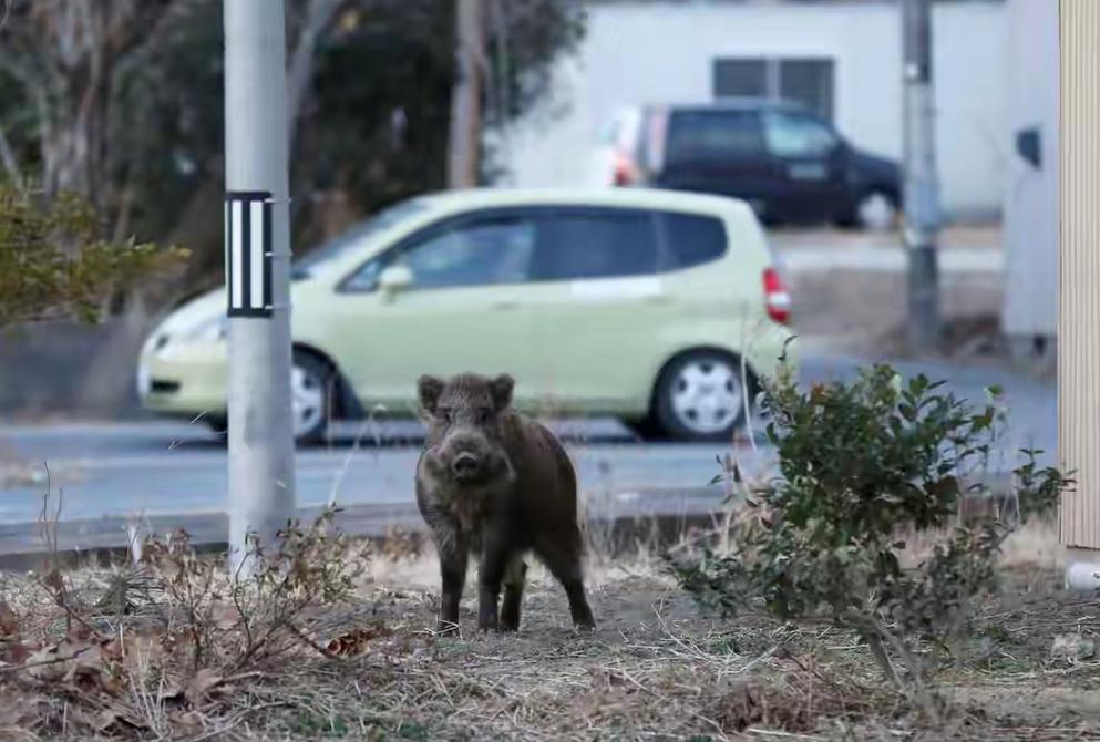 福岛泛滥的超级猪，专家担忧变异品种猪群失控，其实根本不是辐射变异怪物。提起福