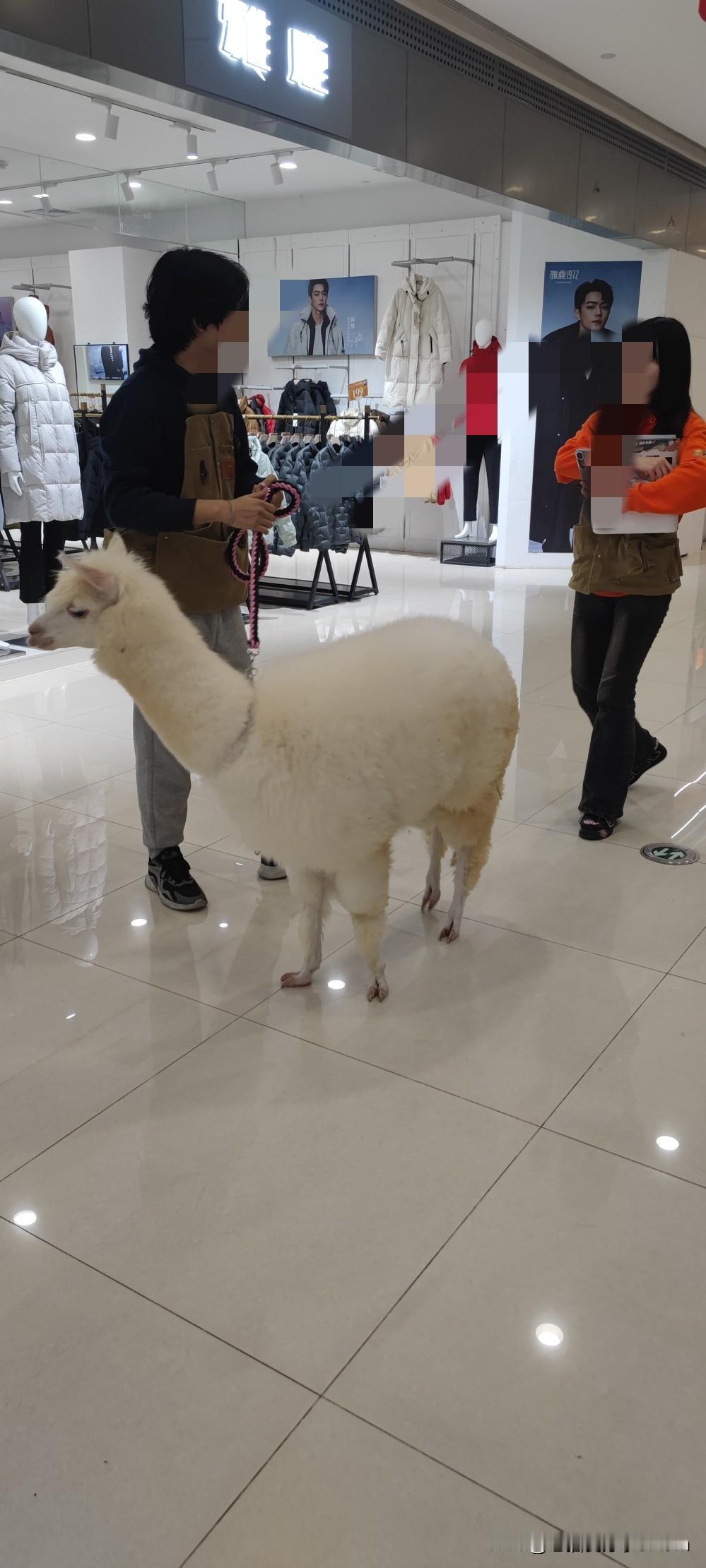 生意不好，又出来晒羊驼拉人气了[笑着哭]