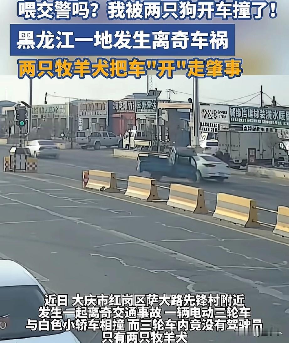 喂，我要报警，我被两条狗开车给撞了！近日，黑龙江，发生了一场离奇的车祸，真的是