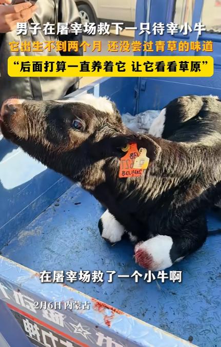 内蒙古，男子去屠宰场买肉，无意中看到一头待宰的小牛，看到牛耳朵上的牌子，男子心里