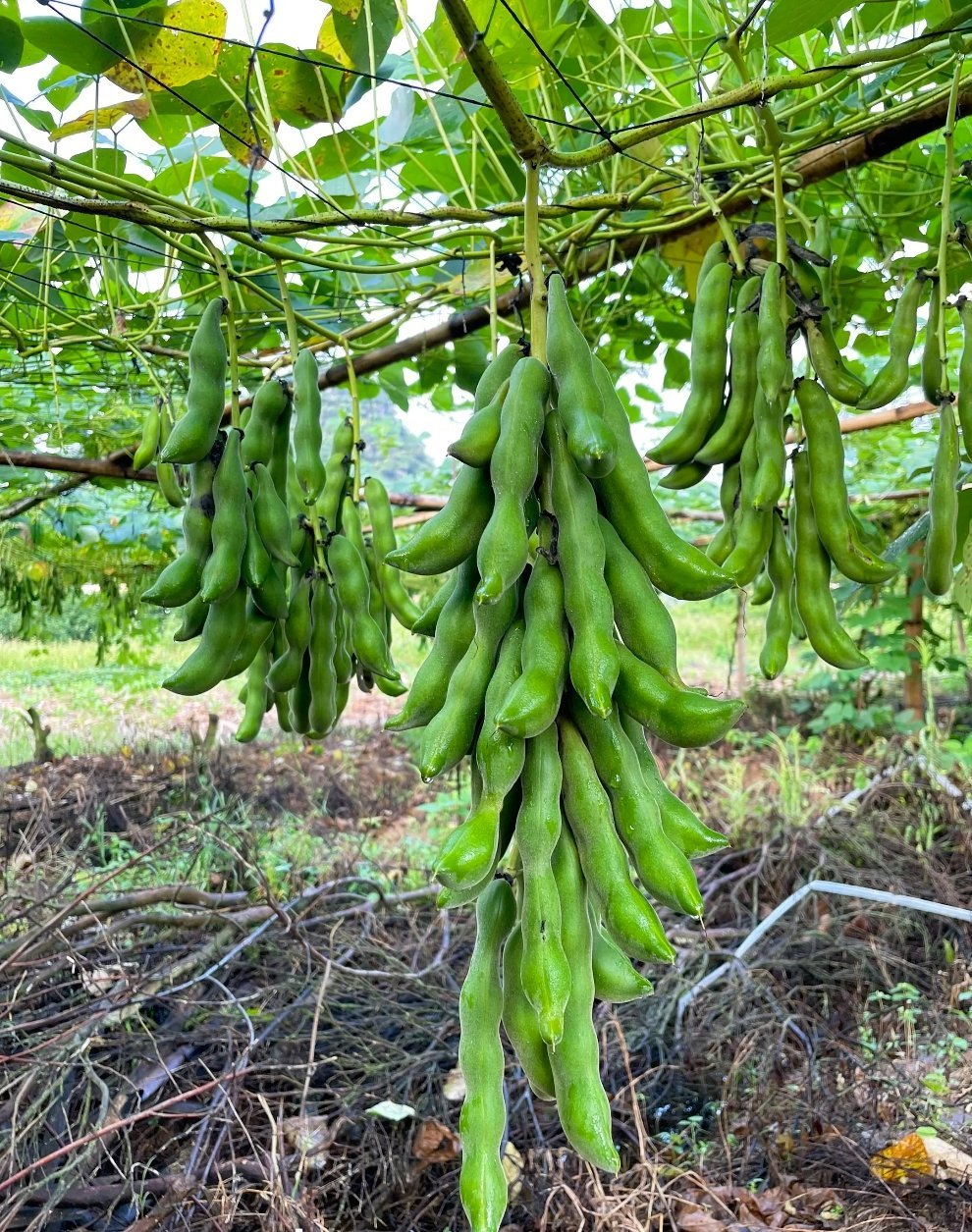 四川狗儿豆是什么菜好像第一次见这个名字，经常见但通常都喊什么豆豆，不知道具体叫什