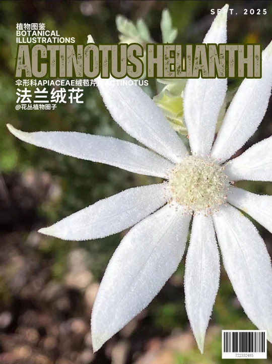 法兰绒花Actinotus helianthi