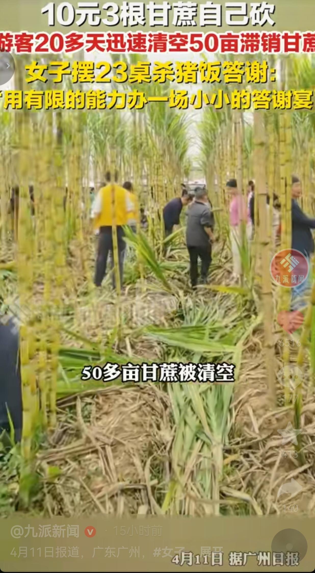破防了！广东广州的阿燕姐，50亩甘蔗眼看要烂在地里血本无归，10元3根自己砍的福