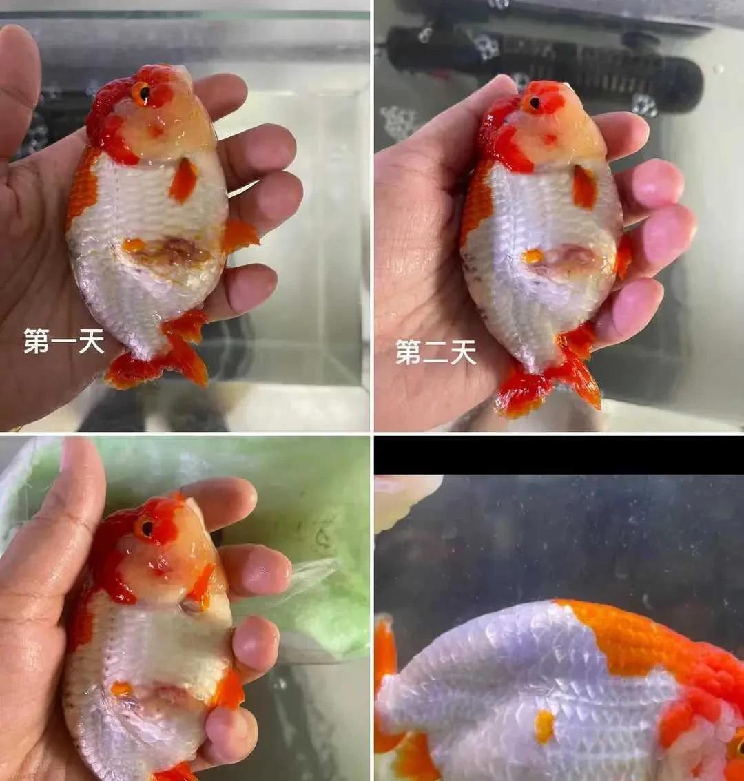真没想到两块钱一支的红霉素居然有这么大作用。一直不知道为什么叫红霉素“万能药膏