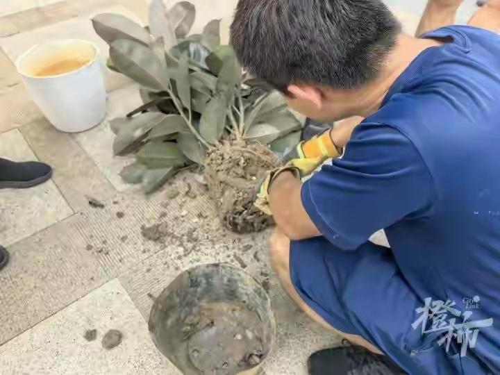 “赚大发了！”北京，女子在网上花59.8元买了一盆绿植，装饰自己的推拿店。谁知，