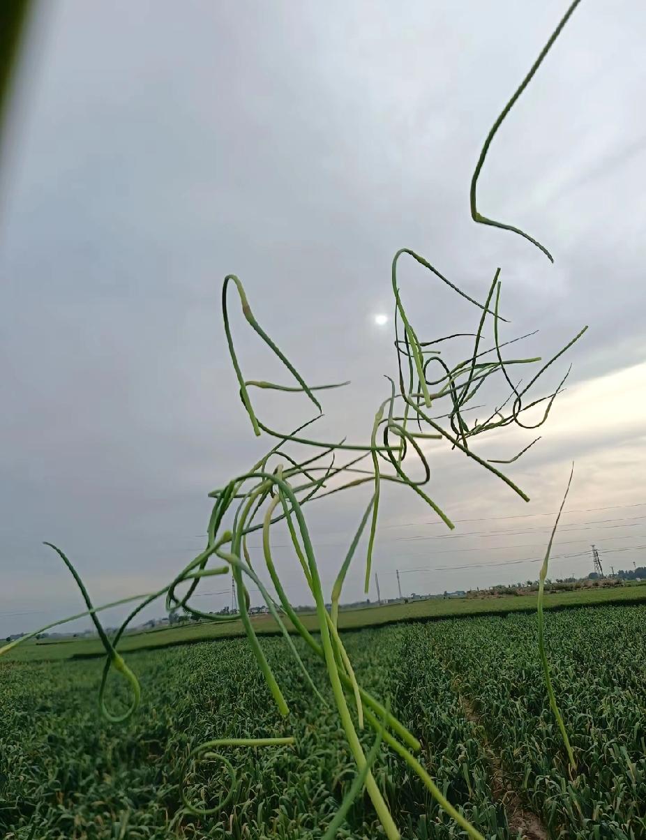 种了30亩大蒜，蒜苔多到根本吃不完！早上蒜苔炒鸡蛋，中午蒜苔炒肉，晚上蒜苔炒木