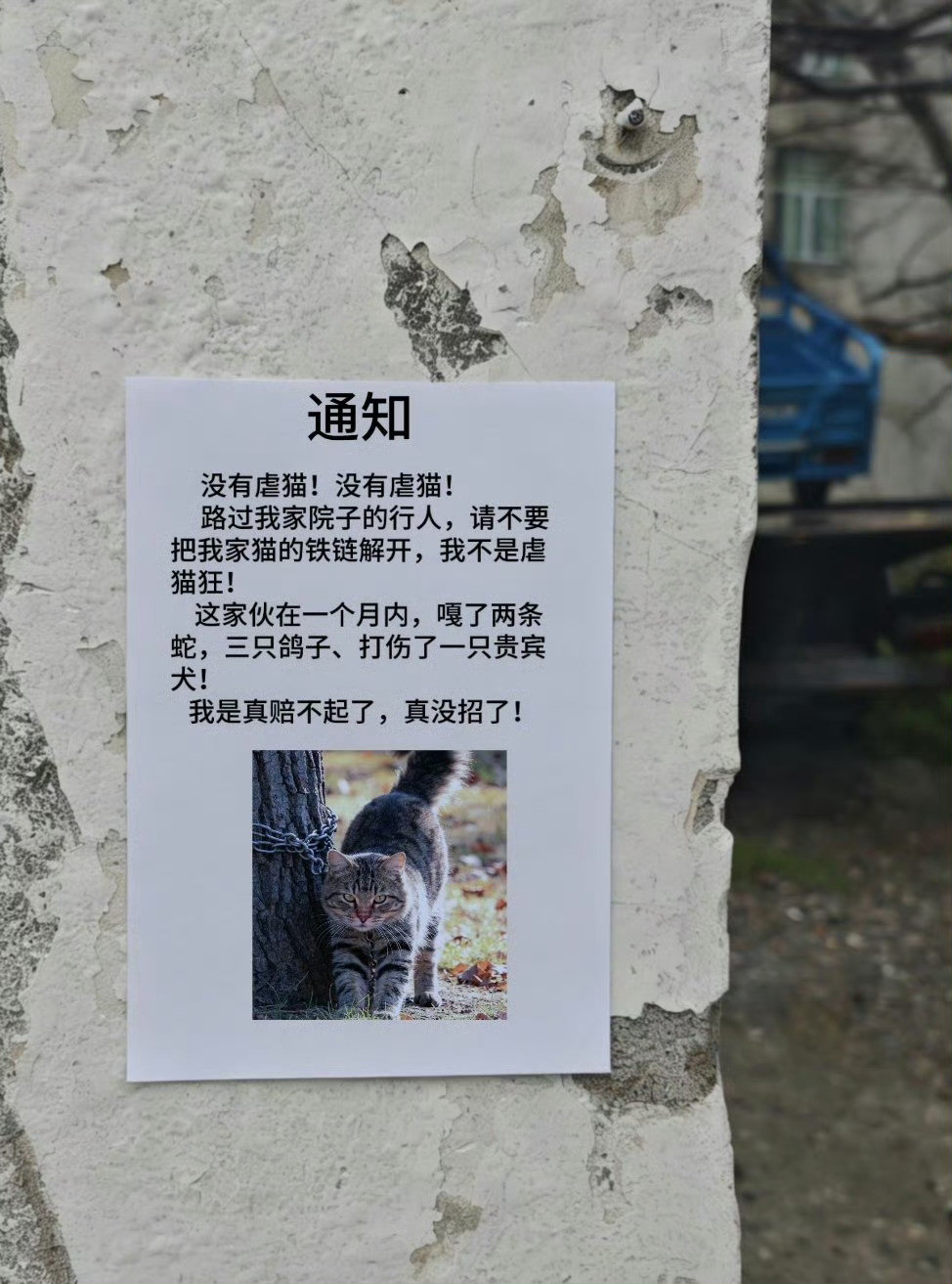 究竟是什么猫需要被铁链锁住