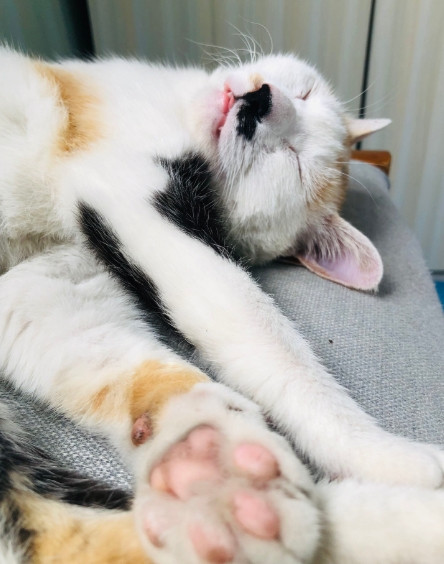自从将流浪猫“小花花”收留在办公室后，我们办公室接二连三发现了一个奇怪的现象