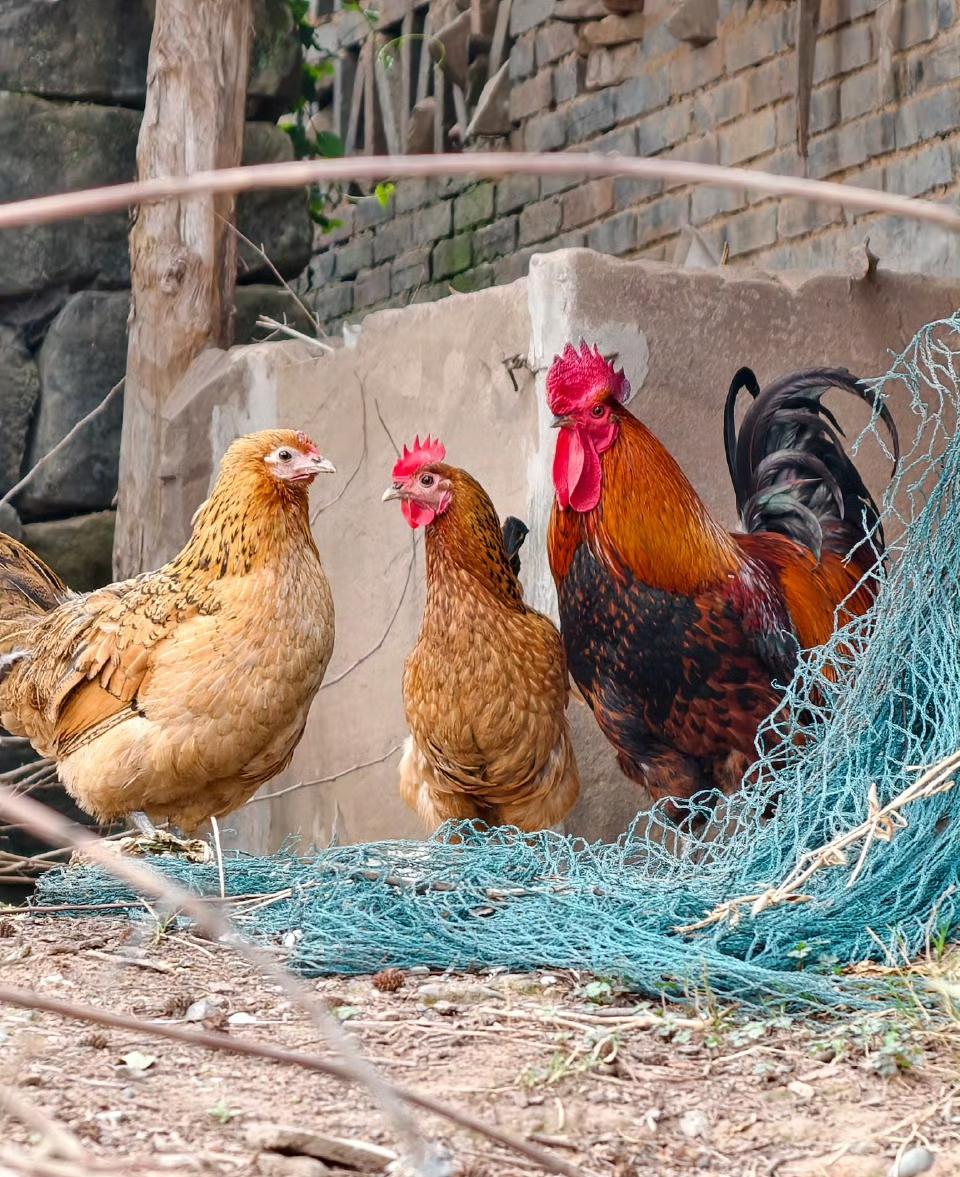 终于弄明白了，为什么“全网最不想火”的鸡煲店火了！不是因为它便宜，也不是大家