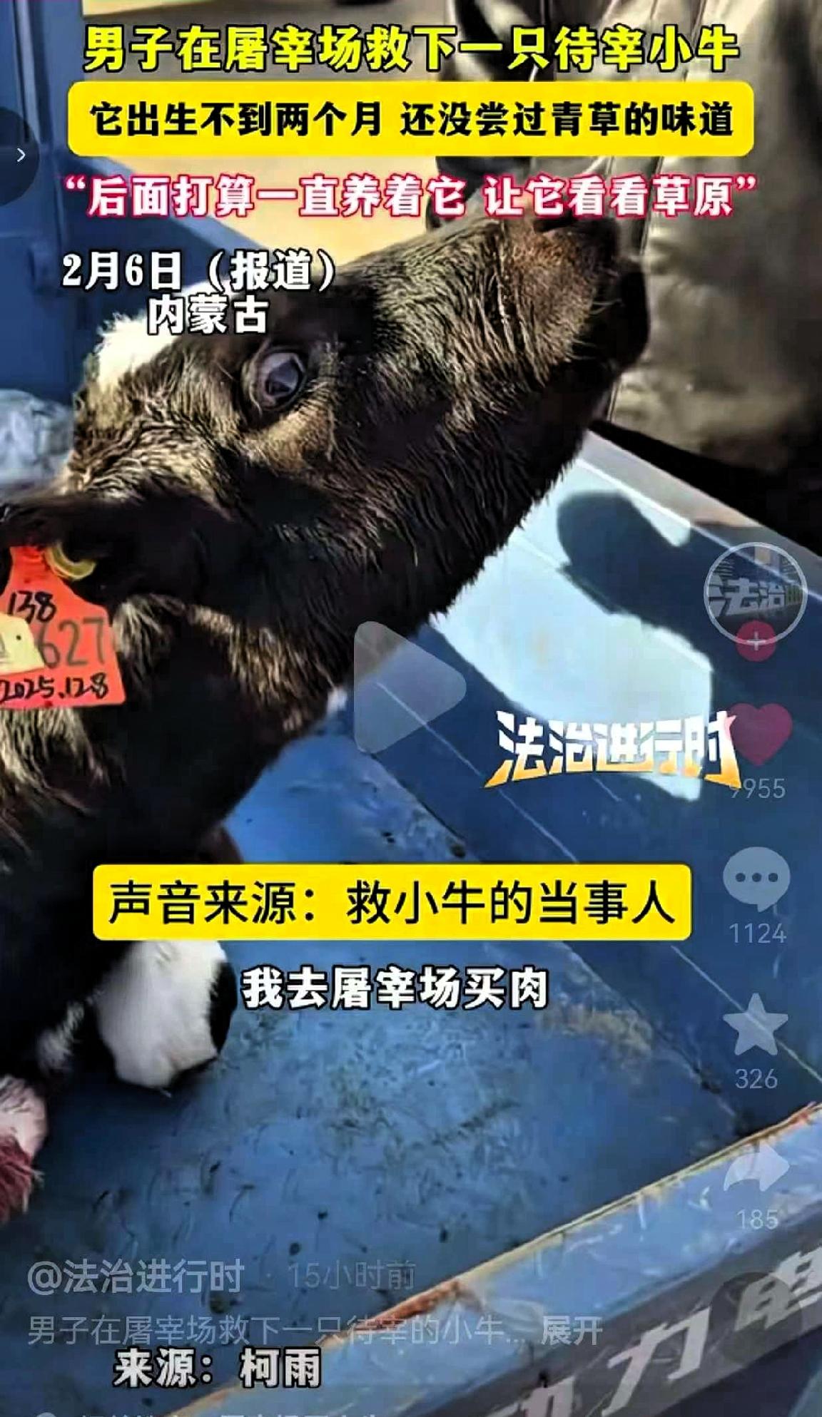 近日，内蒙古，一男子本来是去屠宰场买肉的，却意外看到了角落里的小黑牛，它蜷缩着身