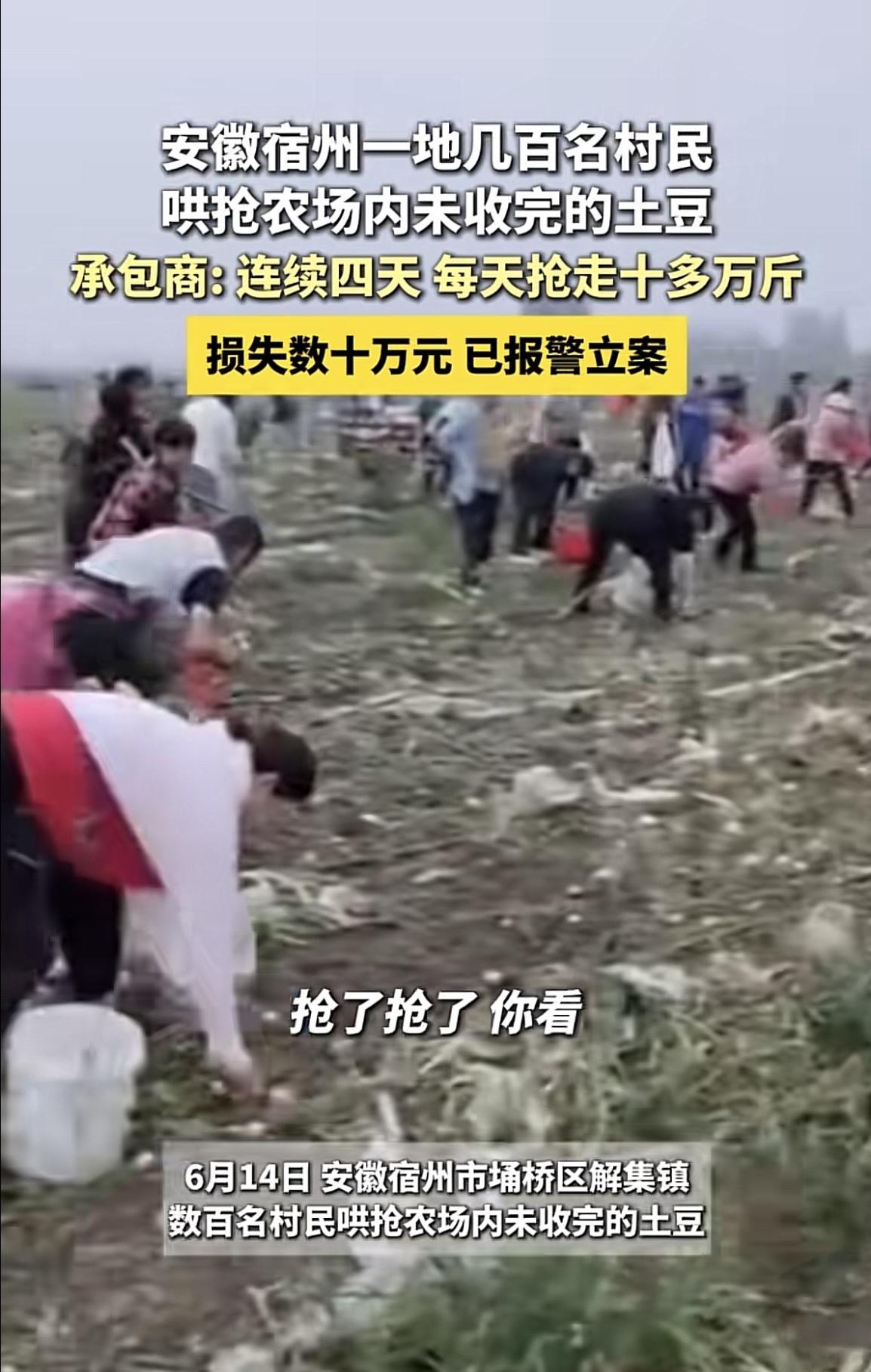 安徽宿州，500多个村民听说一农场里有没收完的土豆，便拿着大袋子和锄头，涌进农场