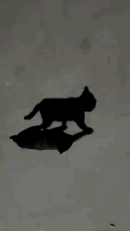 中午艳阳高照，看到两只黑猫急匆匆往前跑，八只爪子像用胶水分别粘在一起的一样，步调