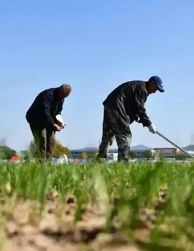 老赵去年种十亩玉米，种子化肥涨了三成，粮站收购价却一分没动，一算账倒贴两千。村