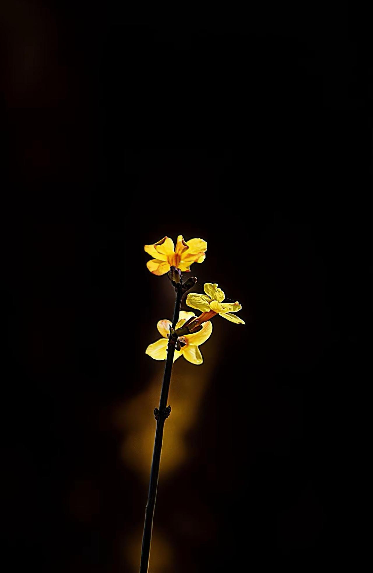 拍了就开心！你是这样吗？黑暗背景的花花之诗意拍花也是一种禅定黑背景下的花朵