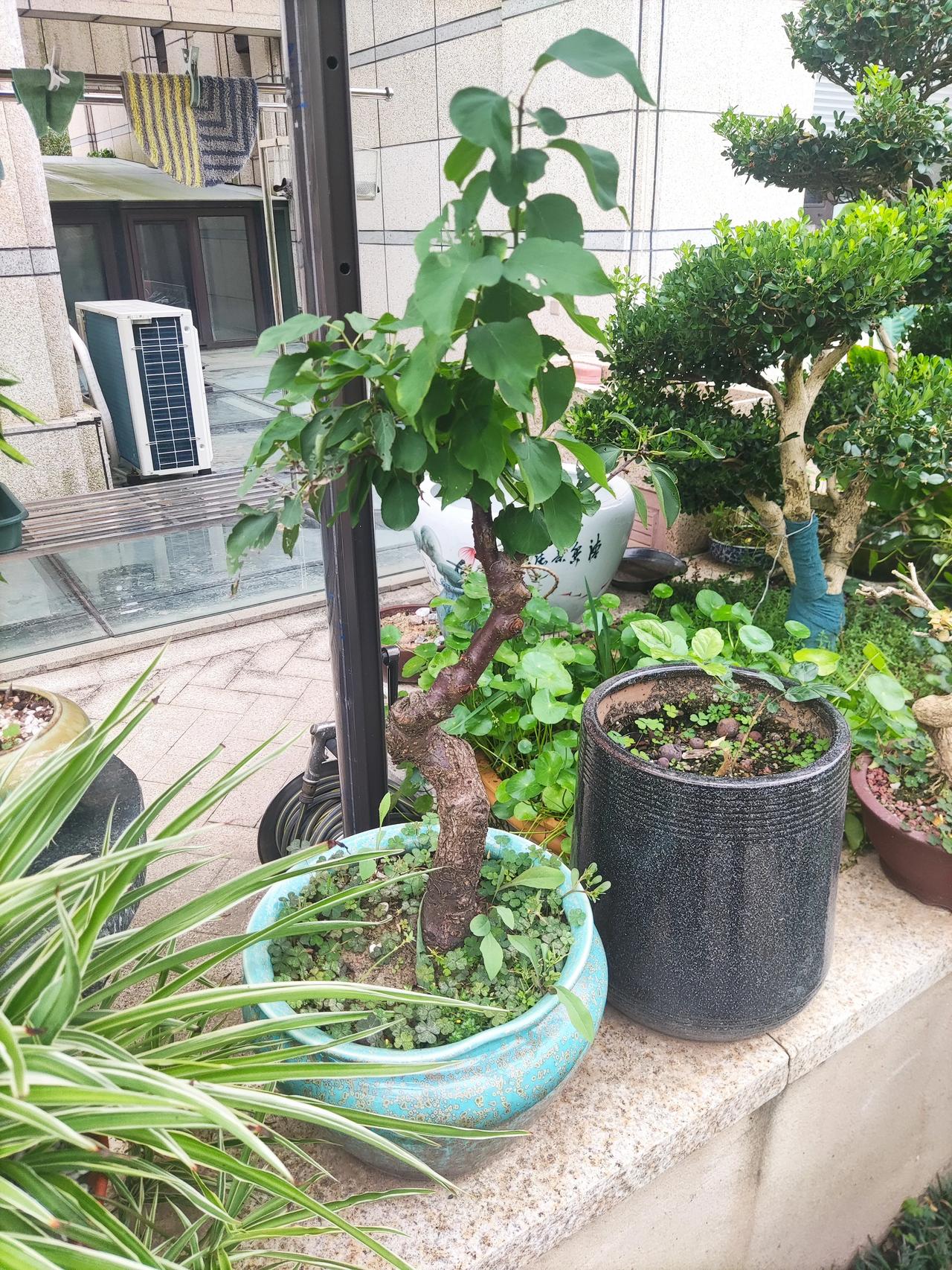 我们这个小区有很多的邻居都是非常善于经营自己的小庭院，虽然院子不大，但里面的各种