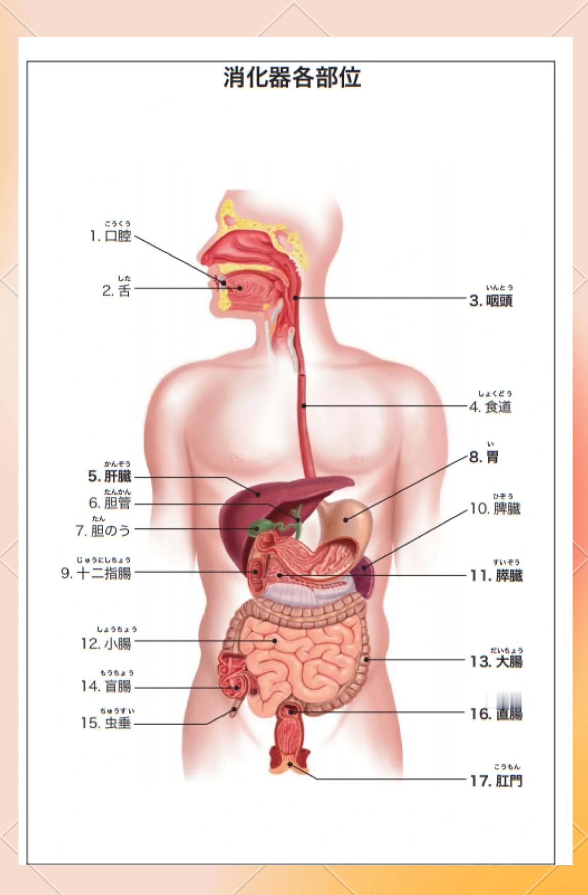 肿瘤科医生说：人别当容器，要当河道。人就是根管子，嘴巴进肛门出。身体不是来存储