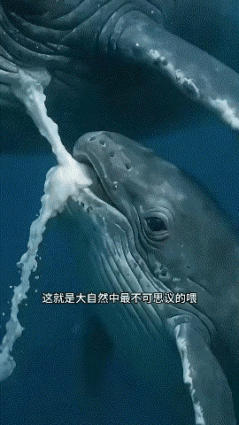 原来鲸鱼是这么吃奶的，真的太神奇了！