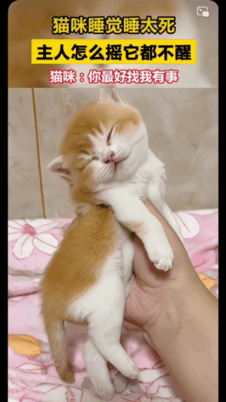 叫不醒的猫咪！