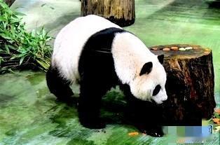 狐狸尾巴终于露出来了，日本东京动物园的两只熊猫，将于26年2月返回中国，此后，该