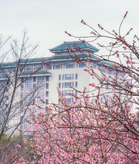 湖北考生必看：武大华科vs外省985，怎么选？地域+专业+就业全对比（不踩坑）