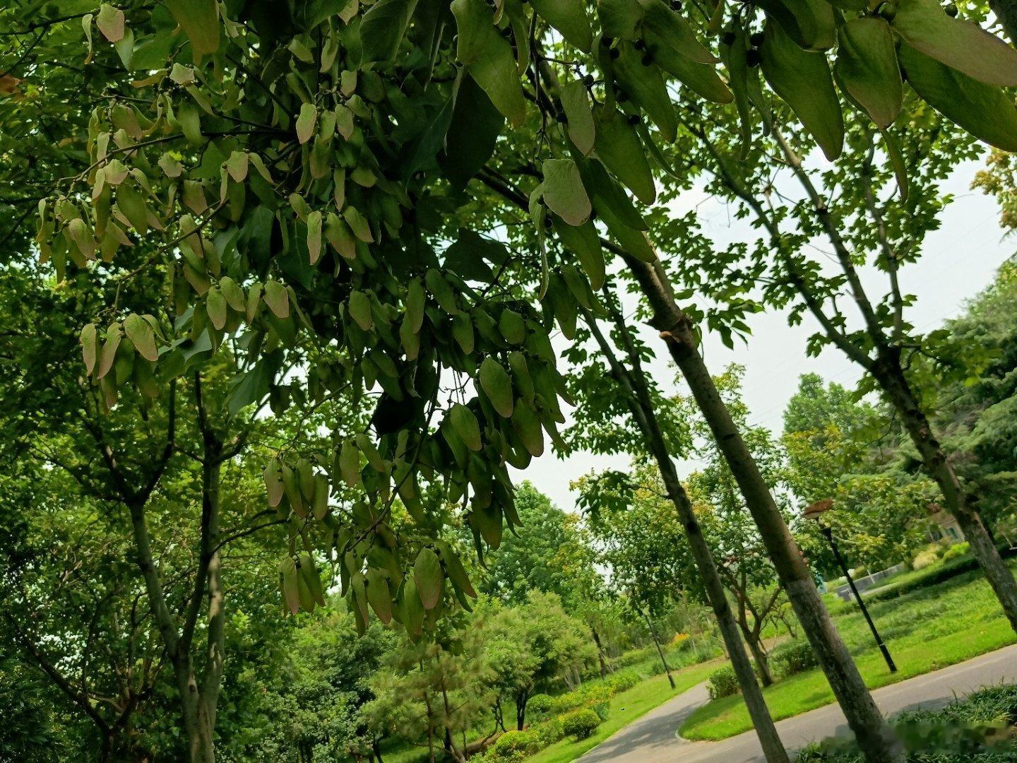 手机摄影火热渐消一切明娟妖娆，欢快的歌声随风飘揺，图片虽无音却可以想象