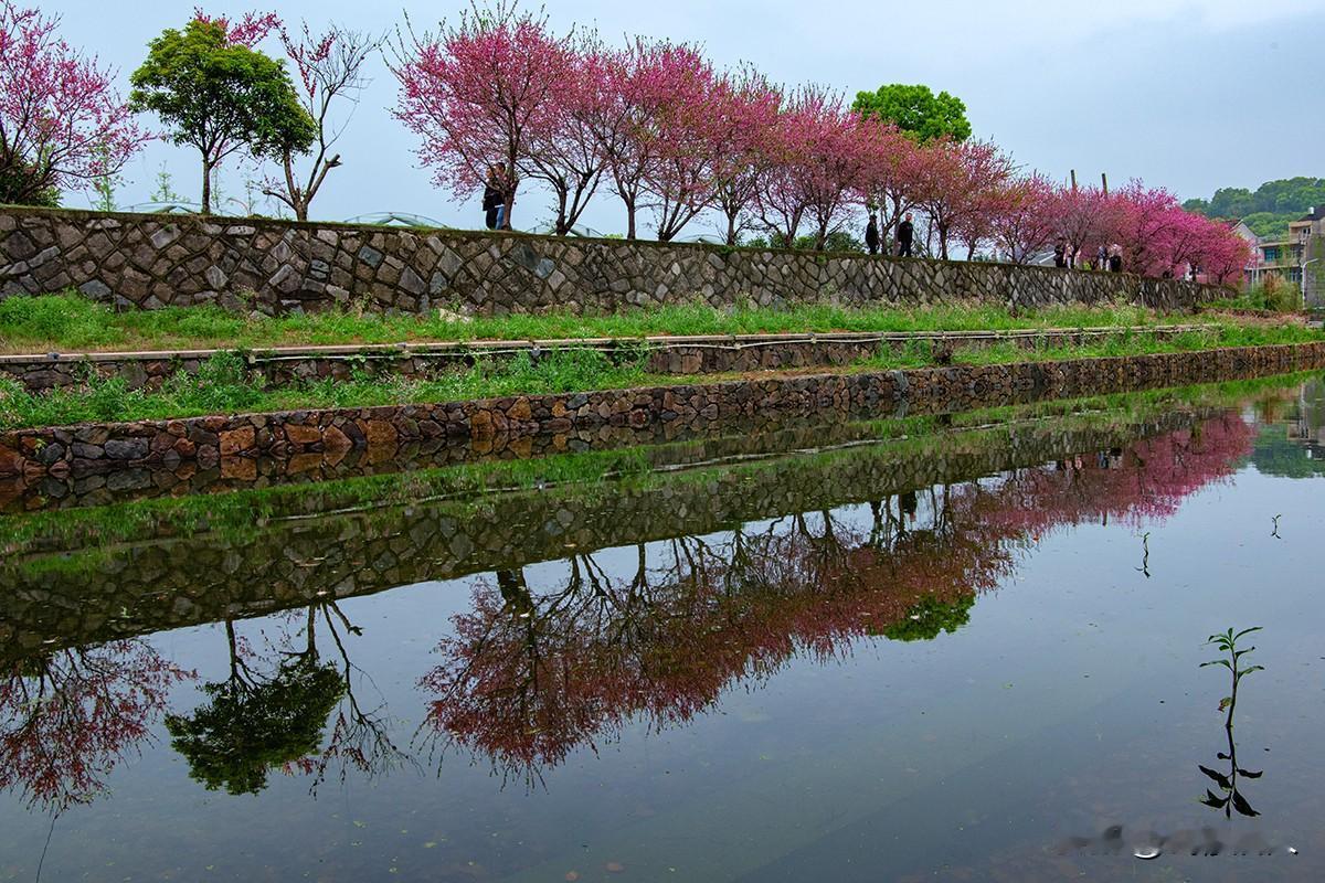 坞根花溪春如画春到坞根花溪，桃花沿径烂漫，临水照影。枝头簇粉叠霞