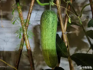 马上可以炒一道菜茄子炖豆角