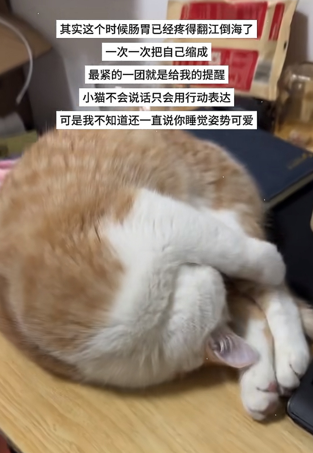 猫猫蜷缩成这样，还以为是可爱，其实是疼的难受