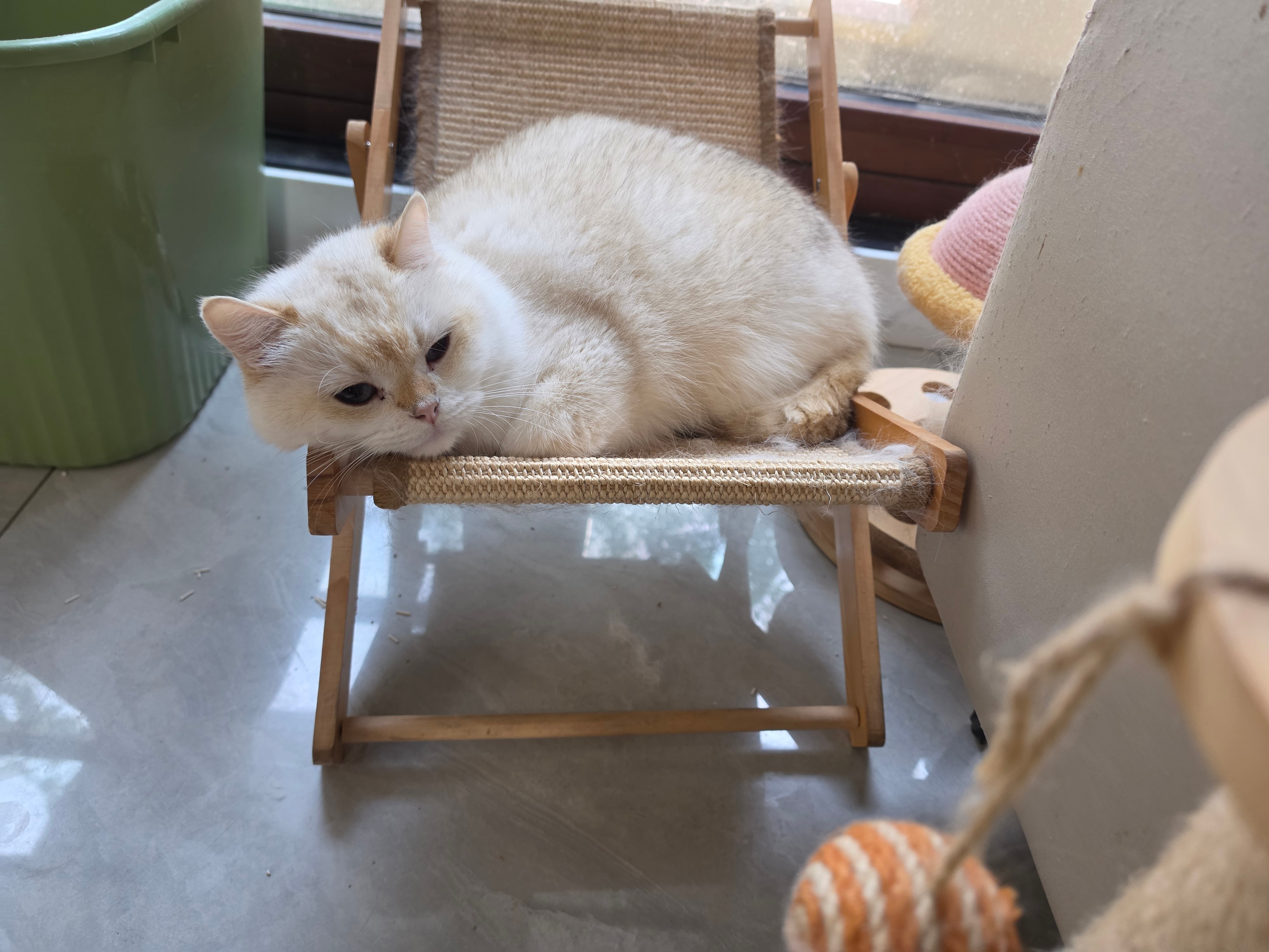 猫宁！赶飞机睡太晚了！再眯一会！晚点更一波大的！比老板画的饼还大！么么么！