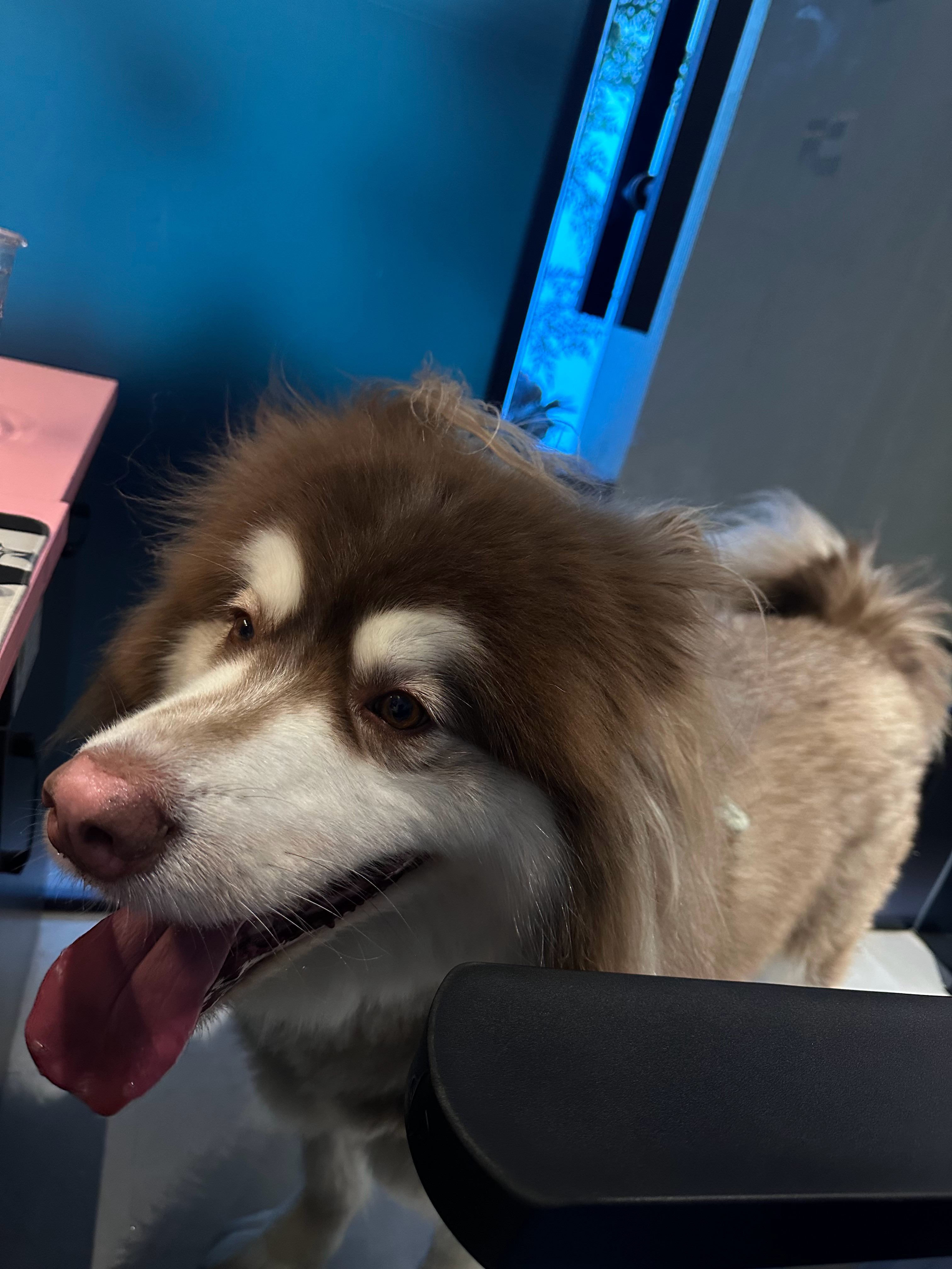 小狗第一次来网吧