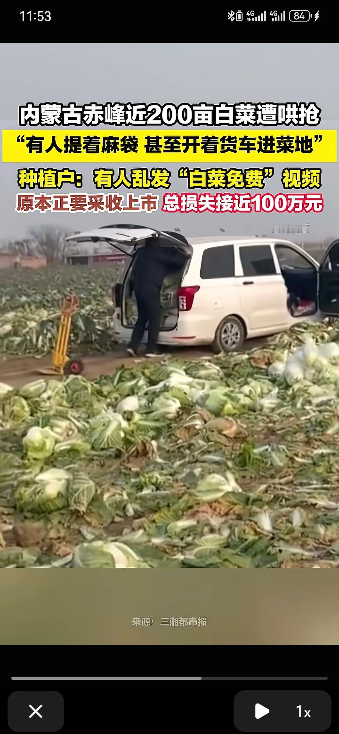 内蒙赤峰菜农几百亩白菜被哄抢，损失近百万，这份责应该谁来担？近日，一网友发布