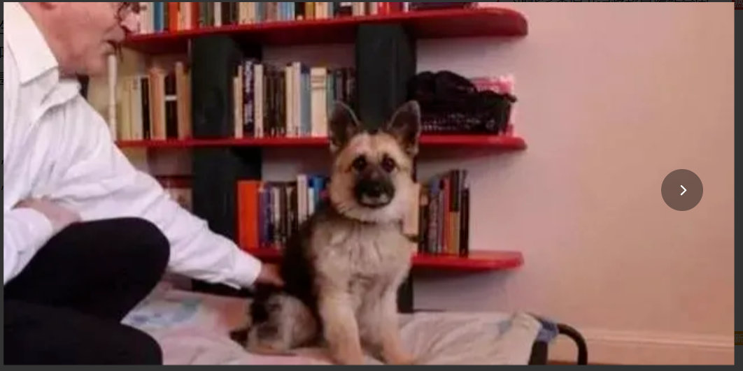 德牧患侏儒症终生长不大，医生建议安乐死，主人力排众议精心抚育…嗯国外一网友家的德