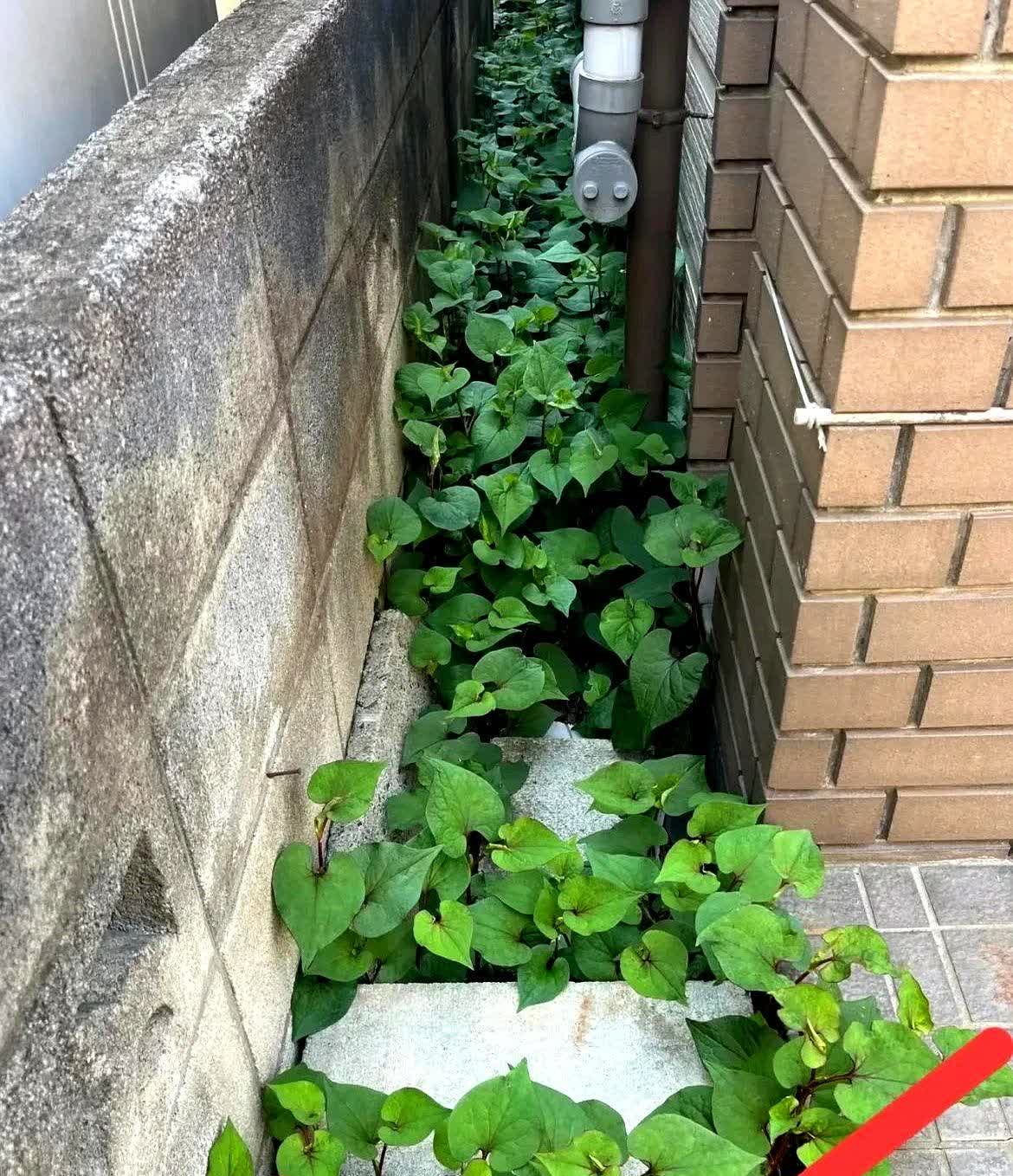 广西，一名女子回到了老家看看，却意外发现自己的房子后头，长出了许多不知名的草，这
