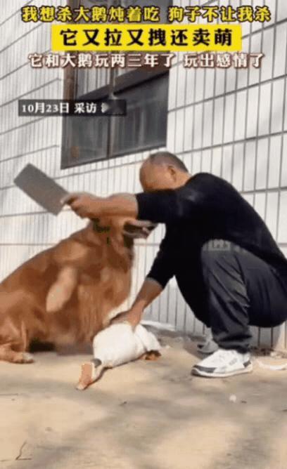 你见过狗护鹅吗？河南那哥们要杀大鹅炖汤，刚把鹅按住，家里狗子直接扑过来，又是用脑
