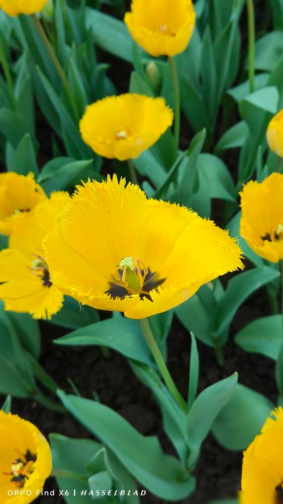 据说，当年我婆婆是赌气嫁给我公公的。当年我婆婆年轻时，和我们村一个男的相亲，那男