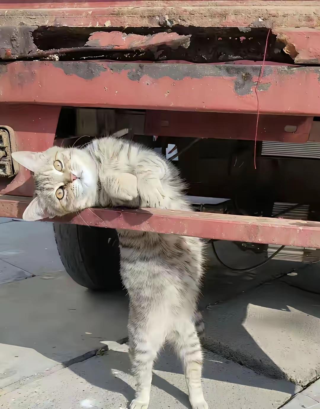 司机服务区扔给流浪猫半只鸡腿，结果猫钻进车底跟了三百公里，三次被放下三次追回来…