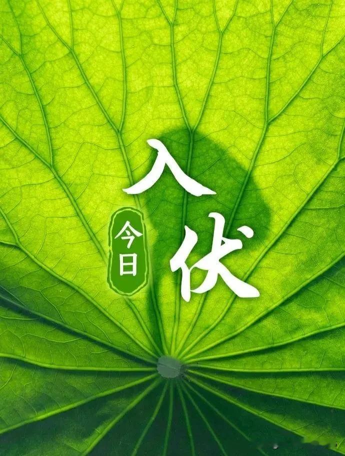 今日入伏！上午9点56分正式进入伏天。俗话说：“早入伏，凉飕飕；晚入伏，热死牛”